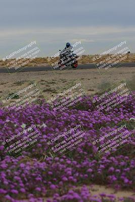 media/Jan-14-2023-SoCal Trackdays (Sat) [[497694156f]]/Turn 14 Exit Bloomig (145pm)/